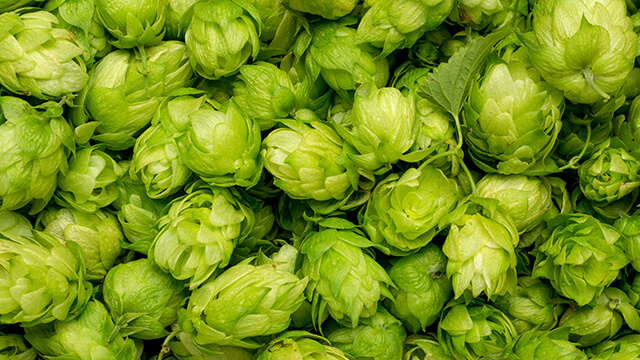dry hopping