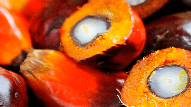 palm-oil-processing 640 x 360