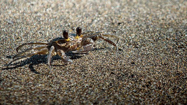 harris mud crab 640x360