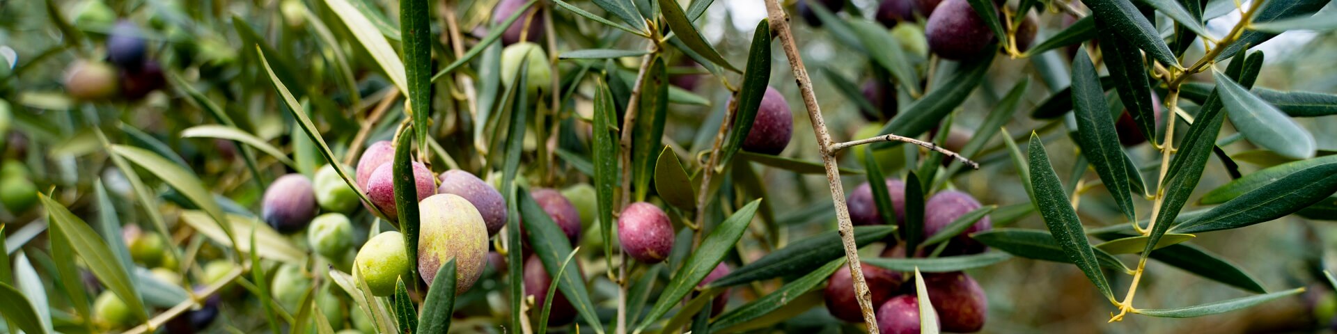 Sigma decanter for olive oil extraction